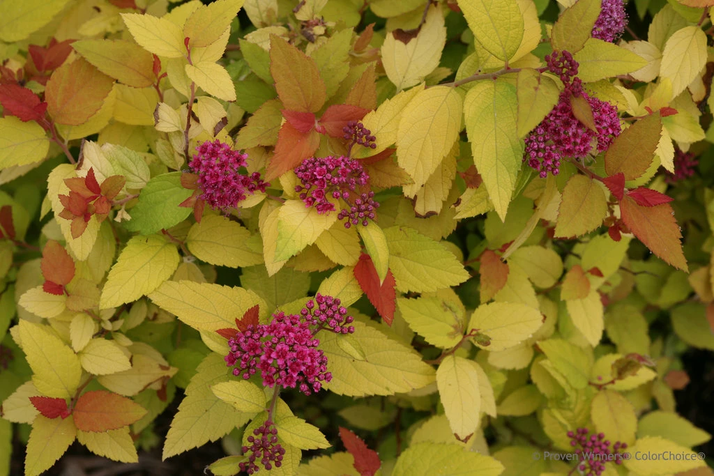 DOUBLE PLAY® CANDY CORN® Spirea - 4" Pot - Proven Winners 4 DOUBLE PLAY® CANDY CORN® Spirea - 4" Pot - Proven Winners - Image 2