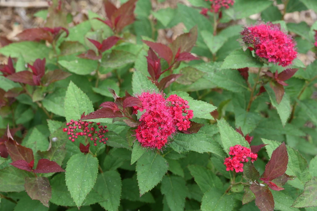 DOUBLE PLAY DOOZIE® Spirea - 4" Pot - Proven Winners 4 DOUBLE PLAY DOOZIE® Spirea - 4" Pot - Proven Winners - Image 2