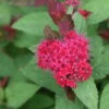 DOUBLE PLAY DOOZIE® Spirea - 4" Pot - Proven Winners -HIRTS Sales double play doozie spirea 4 81641.1615344667