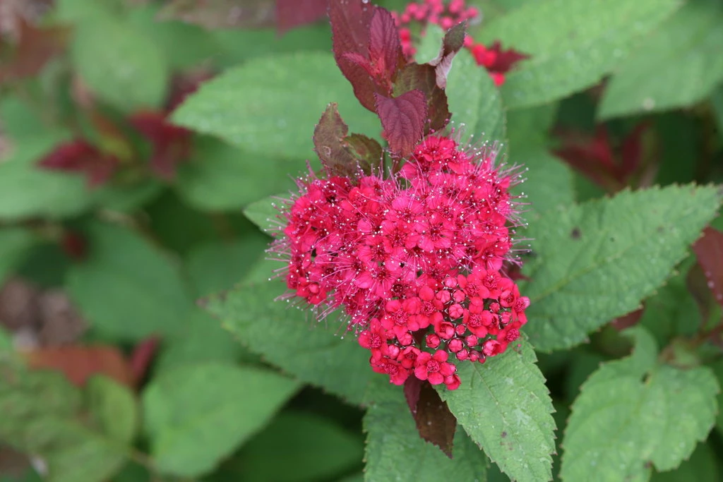DOUBLE PLAY DOOZIE® Spirea - 4" Pot - Proven Winners 3 DOUBLE PLAY DOOZIE® Spirea - 4" Pot - Proven Winners