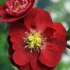 Double Take™ Chaenomeles Scarlet Storm PPAF- Flowering Quince - Proven Winners -HIRTS Sales double take scarlet closeup2 55409.1615344529