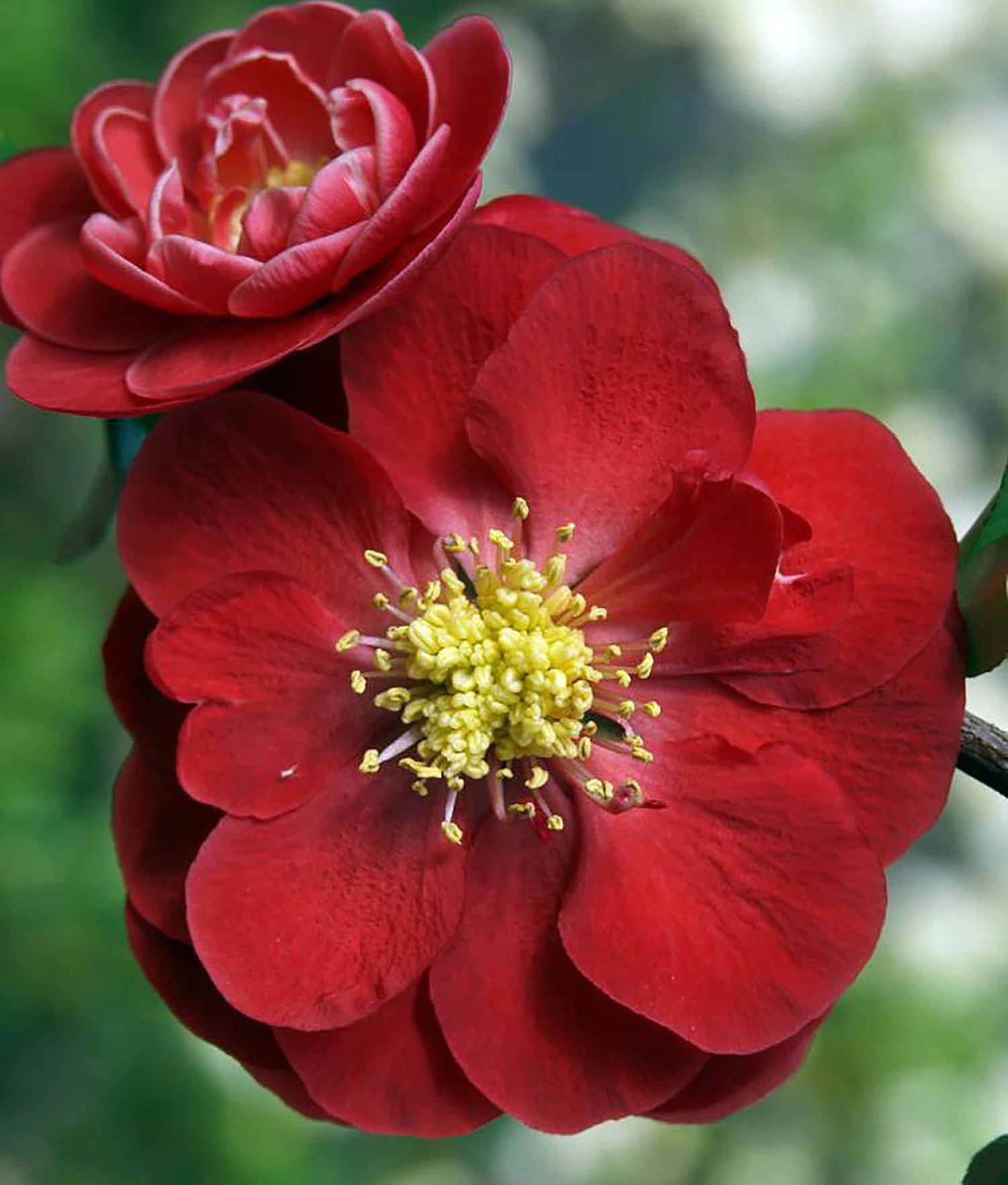 Double Take™ Chaenomeles Scarlet Storm PPAF- Flowering Quince - Proven Winners 3 Double Take™ Chaenomeles Scarlet Storm PPAF- Flowering Quince - Proven Winners
