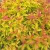 Double Play® Gold Spiraea - 4" Pot -HIRTS Sales doubleplaygold 70729.1615344596