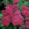 Double Play® Red Spiraea - 4" Pot - Proven Winners -HIRTS Sales doubleplayred 81537.1615344648