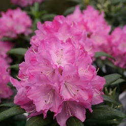Dandy Man® Pink Rhododendron - Quart Pot - Proven Winners 8 Dandy Man® Pink Rhododendron - Quart Pot - Proven Winners -HIRTS Sales dpinkrhodo 28728.1654433264