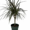Madagascar Cane Dragon Tree - Dracaena Marginata - 6" Pot -HIRTS Sales dracaena6incandel 71056.1691251213