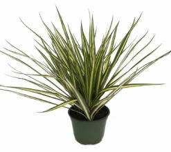 Kiwi Dragon Tree - Dracaena Marginata - Easy To Grow House Plant - 5" Pot -HIRTS Sales dracaenakiwihr1 64769.1679083045