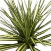 Kiwi Dragon Tree - Dracaena Marginata - Easy To Grow House Plant - 5" Pot -HIRTS Sales dracaenakiwihr2 34878.1679083045