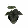 Dragon Scale African Mask Plant - Alocasia - Houseplant - 4" Pot 2 Dragon Scale African Mask Plant - Alocasia - Houseplant - 4" Pot -HIRTS Sales dragonscale 50558.1607369303