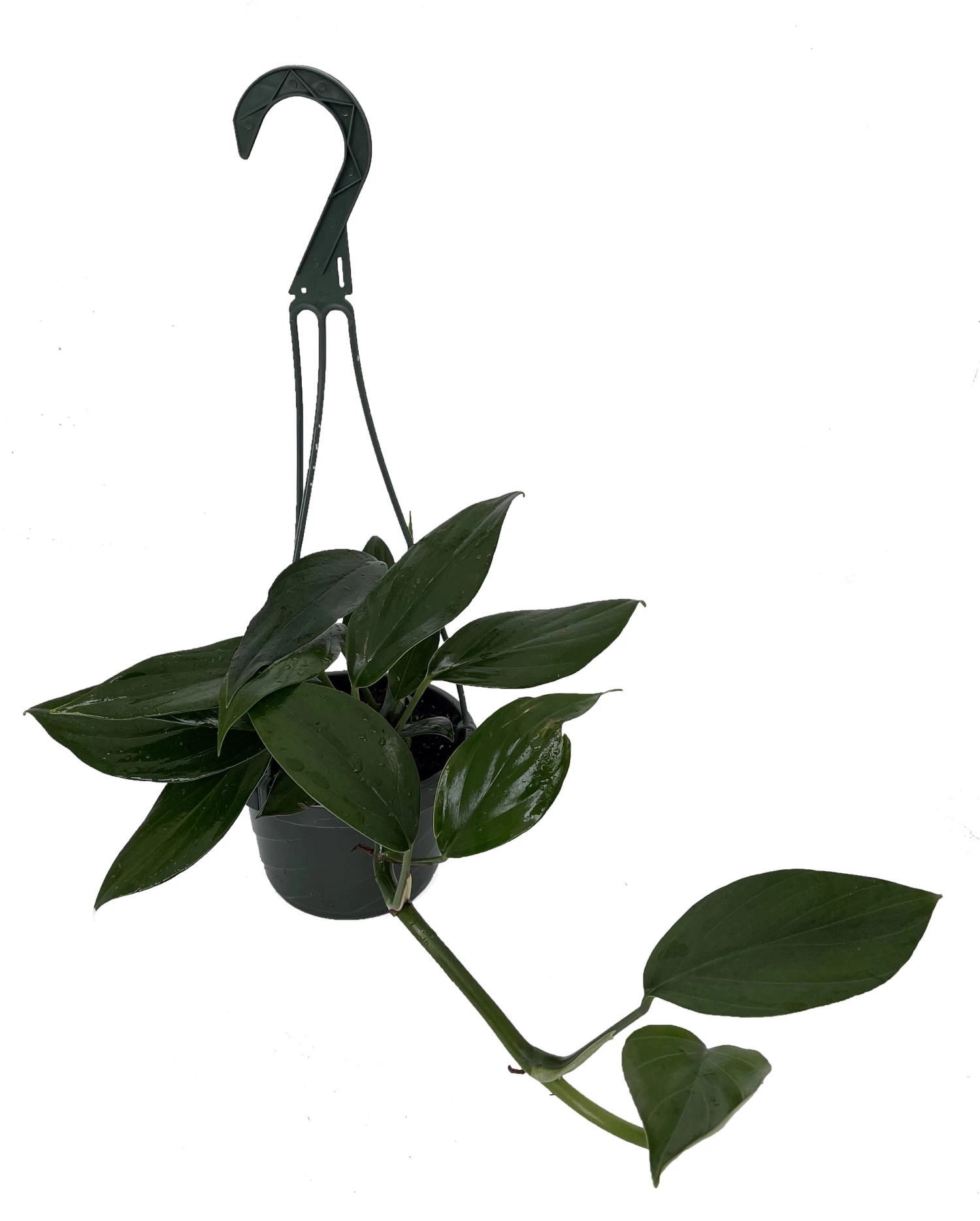 SALE - Dragon Tail Philodendron - Rhaphidorphora Decursiva - 6" Hanging Basket 4 SALE - Dragon Tail Philodendron - Rhaphidorphora Decursiva - 6" Hanging Basket - Image 2