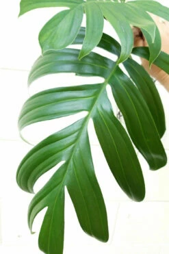 SALE - Dragon Tail Philodendron - Rhaphidorphora Decursiva - 6" Hanging Basket 7 SALE - Dragon Tail Philodendron - Rhaphidorphora Decursiva - 6" Hanging Basket -HIRTS Sales dragontailrhaph 78306.1692990112