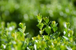 NEWGEN FREEDOM® Boxwood - 4" Pot - Buxus - Indoors Or Out -HIRTS Sales dsc 1478 52757.1648736589