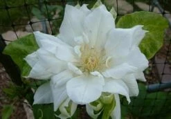 Clematis Duchess Of Edinburgh - Double/White - Potted - 2.5" Pot -HIRTS Sales duchessclematis421 94894.1615344766