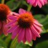 Pow Wow Wild Berry Coneflower - Echinacea - Gallon Pot -HIRTS Sales echinacea powwowwildberry 6 2010aas 86574.1613591823