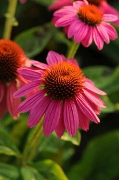 Pow Wow Wild Berry Coneflower - Echinacea - Gallon Pot