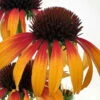 Fiery Meadow Mama Coneflower - Echinacea - Fragrant - Gallon Pot -HIRTS Sales echinaceafierymeadowmama1 81189.1615895270