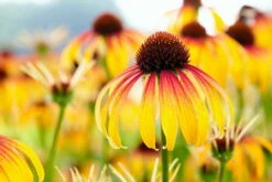 Fiery Meadow Mama Coneflower - Echinacea - Fragrant - Gallon Pot -HIRTS Sales echinaceafierymeadowmama2 17767.1615895270