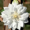 Clematis Duchess Of Edinburgh - Double/White - Potted - 2.5" Pot -HIRTS Sales edinburgh2 73850.1615344765