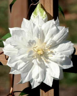 Clematis Duchess Of Edinburgh - Double/White - Potted - 2.5" Pot