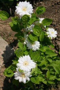 Clematis Duchess Of Edinburgh - Double/White - Potted - 2.5" Pot -HIRTS Sales edinburgh3 55988.1615344766