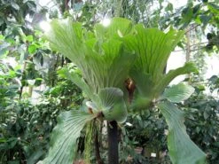 Angola Staghorn Fern - Platycerium Elephantotis - 4" Pot - Collector's Series -HIRTS Sales elephantstagmature 55814.1690932463