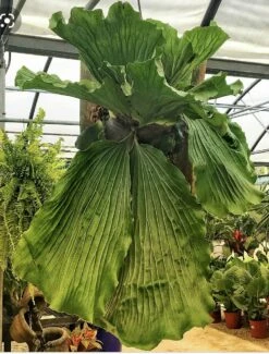 Angola Staghorn Fern - Platycerium Elephantotis - 4.5" Black Hanging Basket -HIRTS Sales elestagmature 36399.1696539520