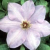 Elsa Spaeth Clematis - Light Purple - 2.5" Pot 1 Elsa Spaeth Clematis - Light Purple - 2.5" Pot -HIRTS Sales elsa spaeth 15404.1665600705