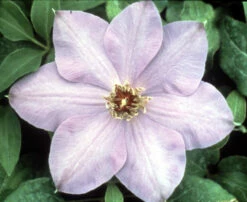 Elsa Spaeth Clematis - Light Purple - 2.5" Pot