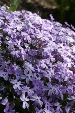 Emerald Blue Phlox Perennial - Potted - Live Plant - Quart Pot 5 Emerald Blue Phlox Perennial - Potted - Live Plant - Quart Pot -HIRTS Sales emeraldbluphlox421 05046.1695829612