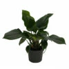 Emerald Gem Queen Of Hearts Plant - Homalomena - 6" Pot - Collector's Series -HIRTS Sales emeraldqueen6in 79472.1669121711