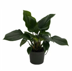 Emerald Gem Queen Of Hearts Plant - Homalomena - 6" Pot - Collector's Series