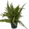 Emerald Vase Fern - Nephrolepis Exaltata - 6" Pot