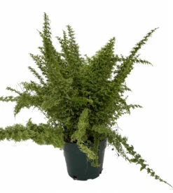Emerald Vase Fern - Nephrolepis Exaltata - 6" Pot
