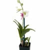 Enobi Snow White Dendrobium Orchid - 2" Pot - Collector Orchids -HIRTS Sales enobisnowwhite 43117.1695988717