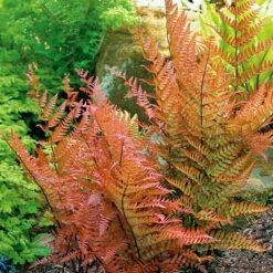 Brilliance Autumn Fern - Dryopteris Erythrosora - Quart Pot -HIRTS Sales erythrosorahr2 23053.1661450161