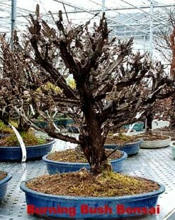 Fire Ball® Euonymus Alatus 'Select' - Burning Bush - Proven Winners- 4'' Pot -HIRTS Sales euonymusfireball2 76329.1615344455