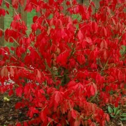 Fire Ball® Euonymus Alatus 'Select' - Burning Bush - Proven Winners- 4'' Pot -HIRTS Sales euonymusfireball 59910.1615344455