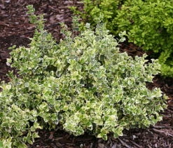 White Album™ Euonymus - Proven Winners - Great Evergreen Groundcover - 4" Pot -HIRTS Sales euonymuswhitealbum1 32523.1615344525