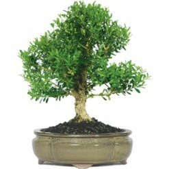 NEWGEN FREEDOM® Boxwood - 4" Pot - Buxus - Indoors Or Out -HIRTS Sales fa2b4c5f 0f3d 4a38 8b80 3c450f0db76c 1.69ae5a168ce7b62a5f97902ce7803d86 34238.1648736588