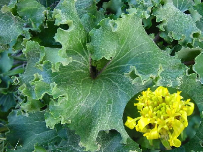 Crested Leopard Plant - Farfugium Crispata - 5" Pot 4 Crested Leopard Plant - Farfugium Crispata - 5" Pot - Image 2