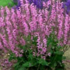 Fashionista® Moulin Rouge - Salvia - Meadow Sage - Quart Pot 1 Fashionista® Moulin Rouge - Salvia - Meadow Sage - Quart Pot -HIRTS Sales fashionistamoulinrou 06217.1600880547