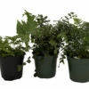 Fern Assortment - 3 Pack In 4" Pots 1 Fern Assortment - 3 Pack In 4" Pots -HIRTS Sales ferncoll3 24148.1697493091