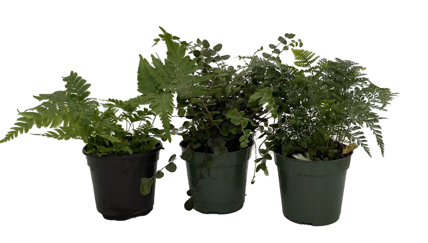 Fern Assortment - 3 Pack In 4" Pots 3 Fern Assortment - 3 Pack In 4" Pots