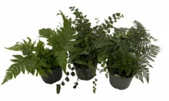 Fern Assortment - 3 Pack In 4" Pots 5 Fern Assortment - 3 Pack In 4" Pots -HIRTS Sales ferncollection 12555.1697493092