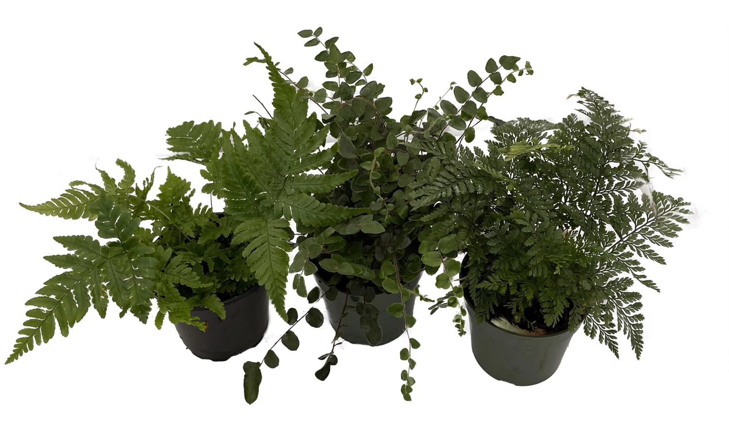 Fern Assortment - 3 Pack In 4" Pots 4 Fern Assortment - 3 Pack In 4" Pots - Image 2