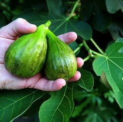Brown Turkey Edible Fig Plant - Ficus Carica - Sweet - 6" Pot -HIRTS Sales figbrownturkey1 44894.1694626978