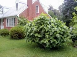 Brown Turkey Edible Fig Plant - Ficus Carica - Sweet - 6" Pot -HIRTS Sales figbrownturkey3 38347.1694626978