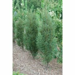 Fine Line® Buckthorn - Rhamnus - Hardy - Proven Winners - 4" Pot