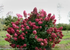 FIRE LIGHT® Hydrangea Paniculata - 4" Pot - Proven Winners 9 FIRE LIGHT® Hydrangea Paniculata - 4" Pot - Proven Winners -HIRTS Sales fire light hydrangea 2 0 53959.1615344560