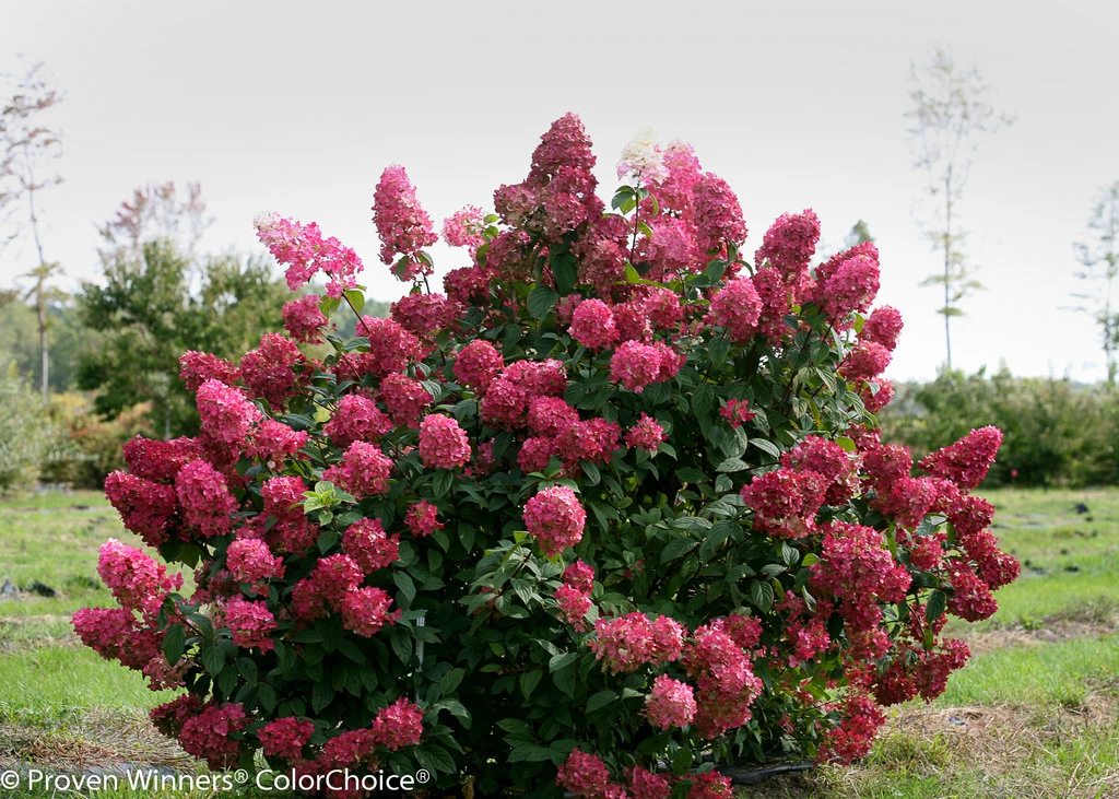 FIRE LIGHT® Hydrangea Paniculata - 4" Pot - Proven Winners 5 FIRE LIGHT® Hydrangea Paniculata - 4" Pot - Proven Winners - Image 3